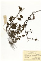 藏品(仙草屬)的圖片